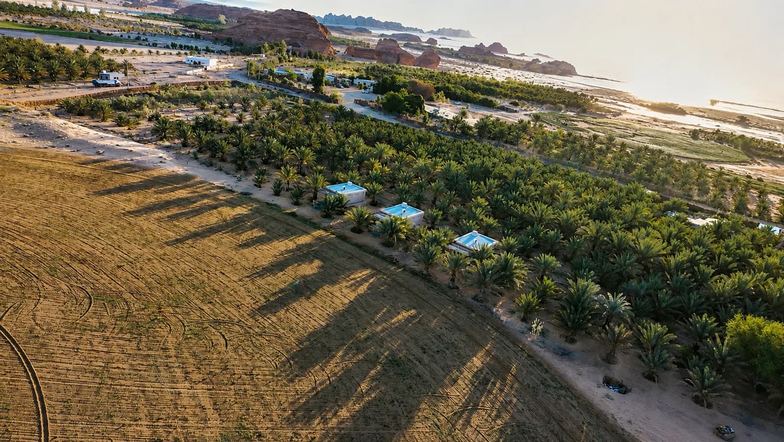 An oasis drawing its own borders in palm
