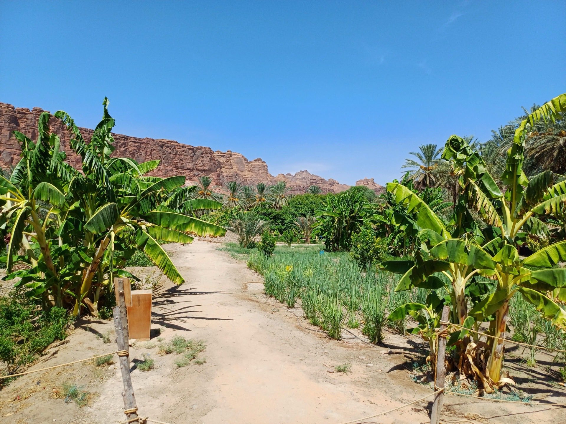 شابتر العلا للسيدات